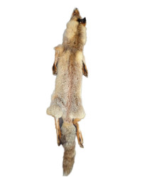 Rotfuchs rund