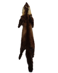 Steinmarderfell aus Schweizer Jagd
