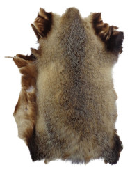 Dachsfell aus Schweizer Jagd