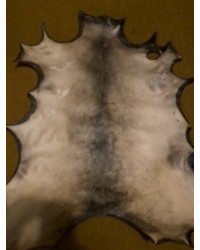 Trommelleder (Rohhaut) Damhirsch