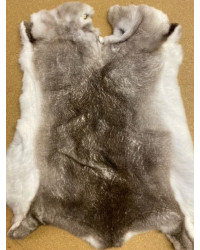 Chinchilla Rex